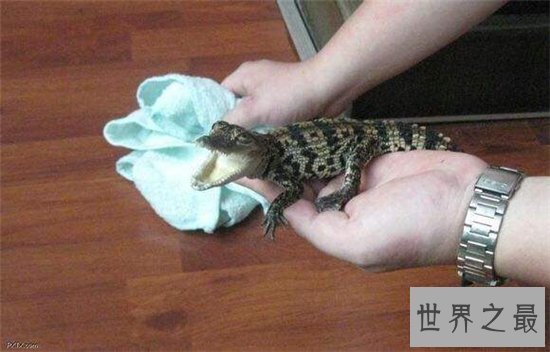 宠物鳄鱼是健忘的冷血动物,曾发生攻击主人事件