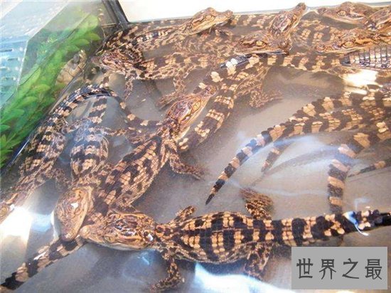 宠物鳄鱼是健忘的冷血动物,曾发生攻击主人事件