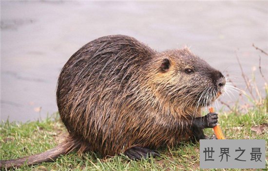 海狸鼠价值用途广泛，美国海狸鼠泛滥呼吁多吃