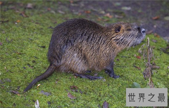 海狸鼠价值用途广泛，美国海狸鼠泛滥呼吁多吃