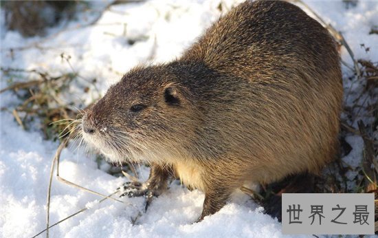 海狸鼠价值用途广泛，美国海狸鼠泛滥呼吁多吃
