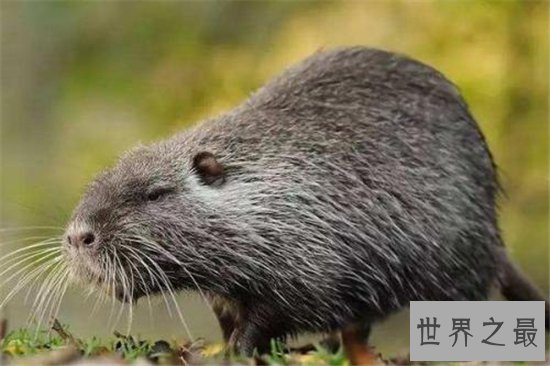 海狸鼠价值用途广泛，美国海狸鼠泛滥呼吁多吃