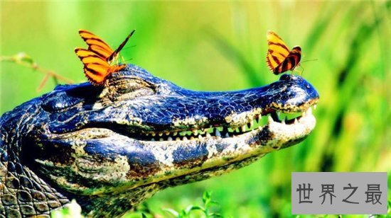 鳄鱼的眼泪真实含义，其实流出的液体并不是眼泪