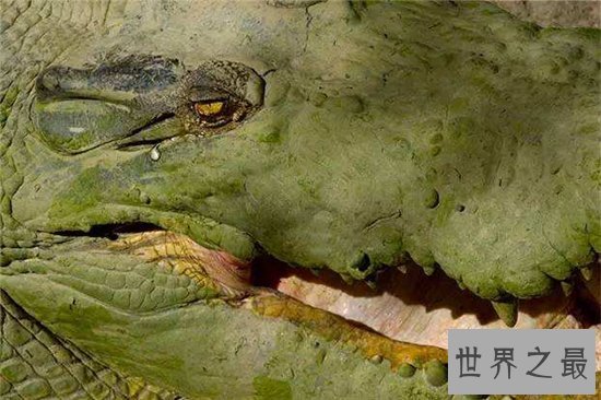 鳄鱼的眼泪真实含义，其实流出的液体并不是眼泪