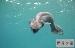 真实存在的十大深海巨兽，大王乌贼是远洋船的克星