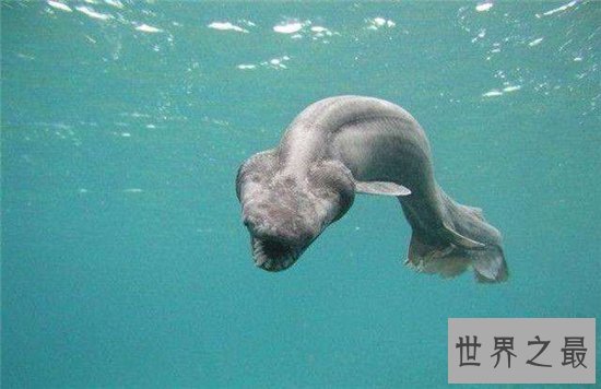 真实存在的十大深海巨兽，大王乌贼是远洋船的克星