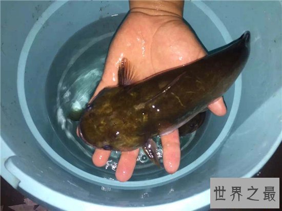 大嘴鲸食量惊人，长相怪异然而却不是鲸鱼