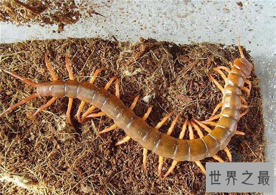 金头蜈蚣具有很高的药用价值，民间传说曾救过蜈蚣神