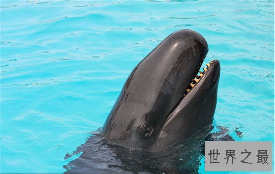 伪虎鲸遇上虎鲸便无处可逃，曾出现海滩集体自杀现象