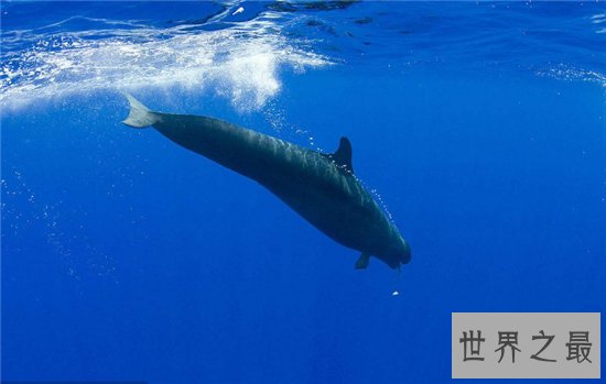 伪虎鲸遇上虎鲸便无处可逃，曾出现海滩集体自杀现象