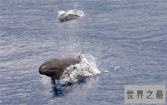 伪虎鲸遇上虎鲸便无处可逃，曾出现海滩集体自杀现象