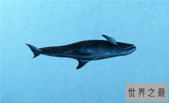 伪虎鲸遇上虎鲸便无处可逃，曾出现海滩集体自杀现象