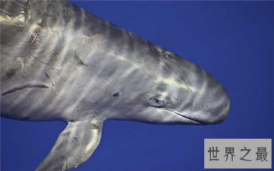 伪虎鲸遇上虎鲸便无处可逃，曾出现海滩集体自杀现象