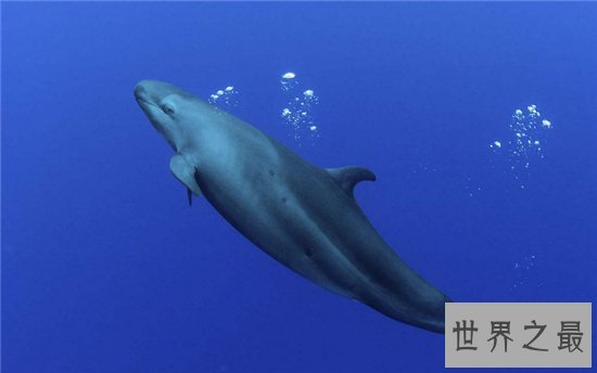 伪虎鲸遇上虎鲸便无处可逃，曾出现海滩集体自杀现象