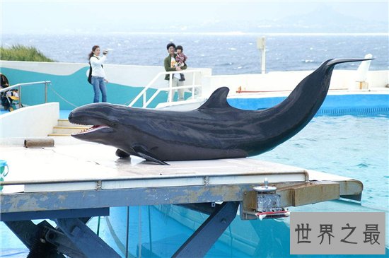 伪虎鲸遇上虎鲸便无处可逃，曾出现海滩集体自杀现象