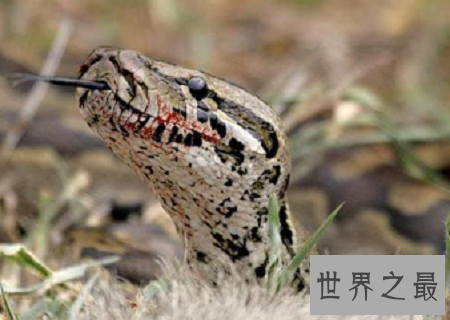 世界上最长的蛇排行榜，最长的竟然这么长？