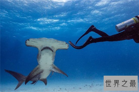 锤头鲨的生存能力很强，这与奇怪的头部造型有关系
