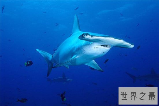 锤头鲨的生存能力很强，这与奇怪的头部造型有关系