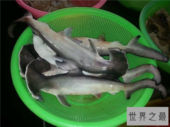 锤头鲨的生存能力很强，这与奇怪的头部造型有关系