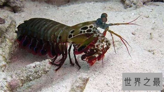 绿虾蛄堪称海底的螳螂，会打螳螂拳能切断人类手指