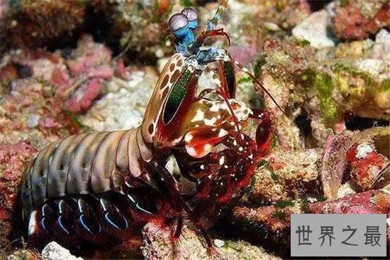 绿虾蛄堪称海底的螳螂，会打螳螂拳能切断人类手指
