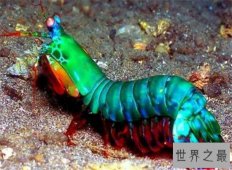 绿虾蛄堪称海底的螳螂，会打螳螂拳能切断人类手指