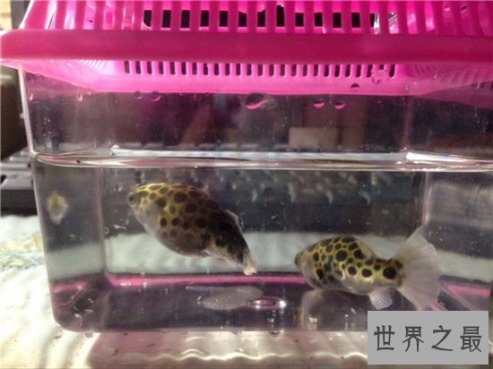 潜水艇鱼又叫绿河豚，体内有剧毒不能与其他鱼混养