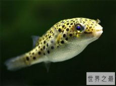 潜水艇鱼又叫绿河豚，体内有剧毒不能与其他鱼混养