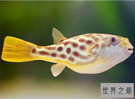 潜水艇鱼又叫绿河豚，体内有剧毒不能与其他鱼混养