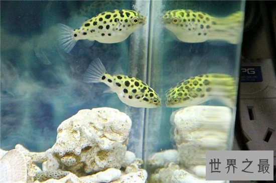 潜水艇鱼又叫绿河豚，体内有剧毒不能与其他鱼混养