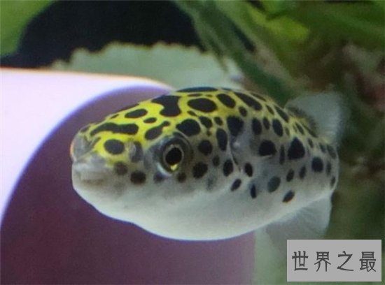 潜水艇鱼又叫绿河豚，体内有剧毒不能与其他鱼混养