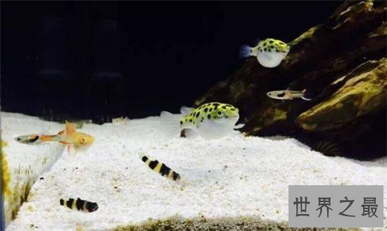 潜水艇鱼又叫绿河豚，体内有剧毒不能与其他鱼混养