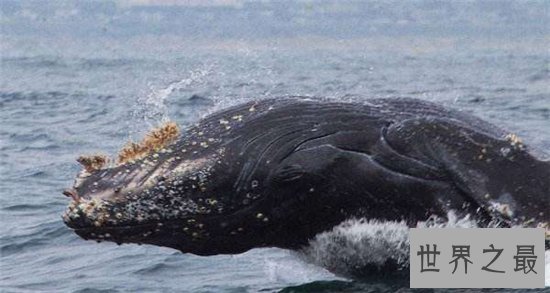 鲸虱寄生在鲸鱼身上，用四肢与钳子攀附在皮肤上
