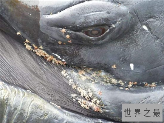 鲸虱寄生在鲸鱼身上，用四肢与钳子攀附在皮肤上