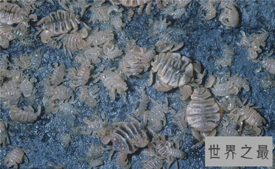 鲸虱寄生在鲸鱼身上，用四肢与钳子攀附在皮肤上