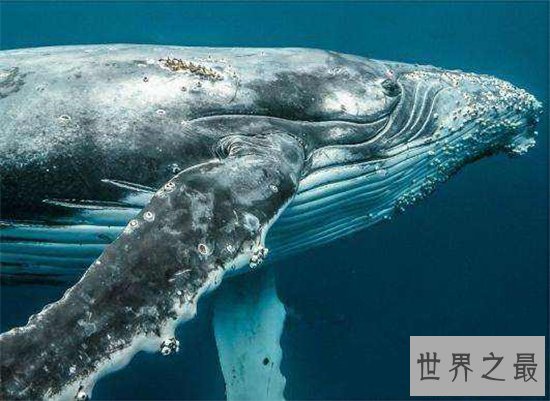 鲸虱寄生在鲸鱼身上，用四肢与钳子攀附在皮肤上