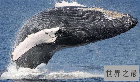 鲸虱寄生在鲸鱼身上，用四肢与钳子攀附在皮肤上