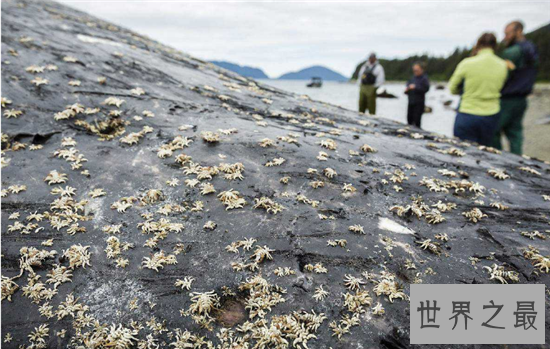鲸虱寄生在鲸鱼身上，用四肢与钳子攀附在皮肤上