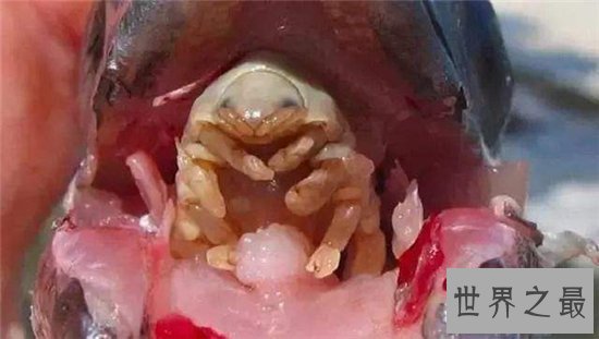 缩头鱼虱替代鱼舌头，世界上唯一共生的寄生虫