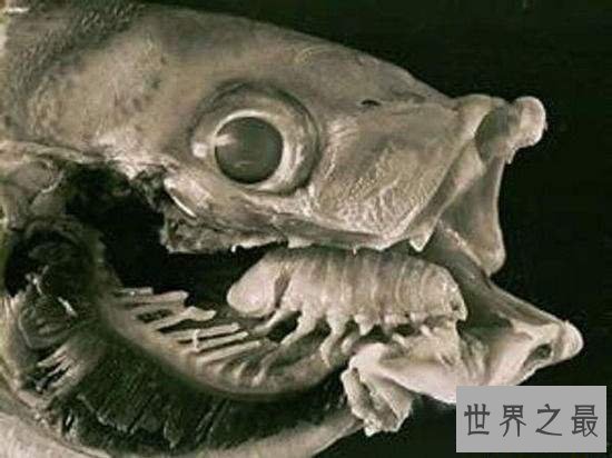 缩头鱼虱替代鱼舌头，世界上唯一共生的寄生虫
