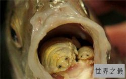 缩头鱼虱替代鱼舌头，世界上唯一共生的寄生虫