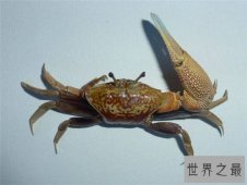 巨招潮蟹会对潮汐招手，体内器官自动过滤食物