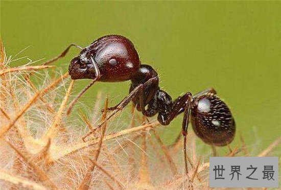 爆炸蚂蚁牺牲自己保护同类，像恐怖分子一样自爆