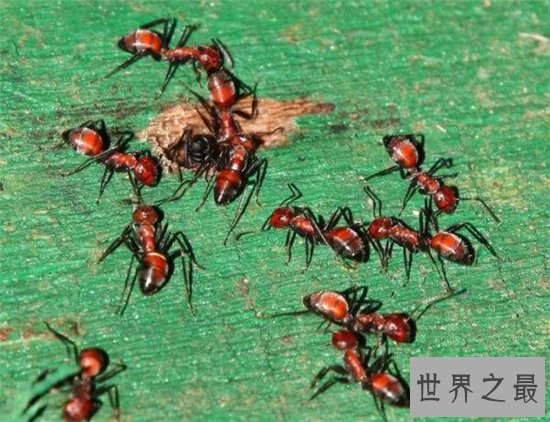 爆炸蚂蚁牺牲自己保护同类，像恐怖分子一样自爆