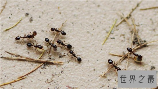 爆炸蚂蚁牺牲自己保护同类，像恐怖分子一样自爆