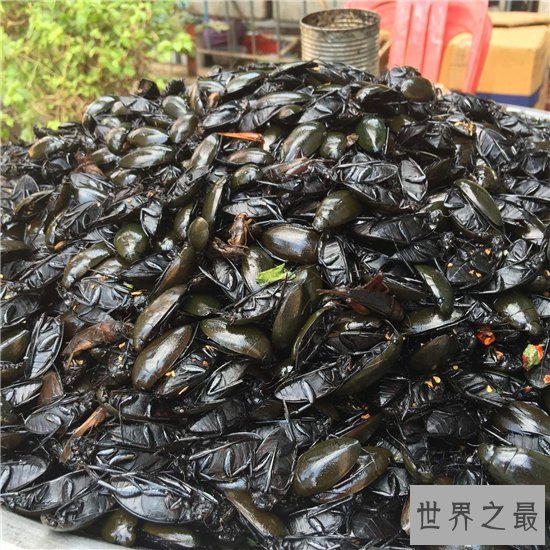 水蟑螂堪称药用食物，高蛋白低脂肪的珍贵食品