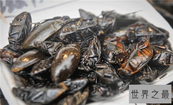水蟑螂堪称药用食物，高蛋白低脂肪的珍贵食品