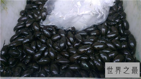 水蟑螂堪称药用食物，高蛋白低脂肪的珍贵食品