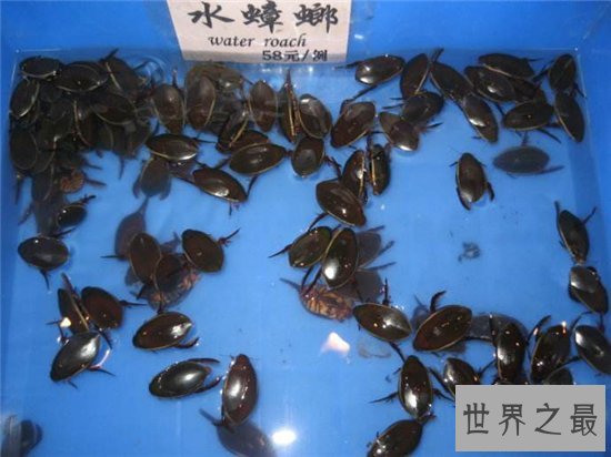 水蟑螂堪称药用食物，高蛋白低脂肪的珍贵食品