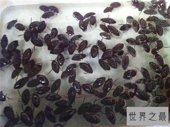 水蟑螂堪称药用食物，高蛋白低脂肪的珍贵食品